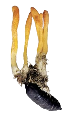 Cordyceps-Mushroom-removebg-preview