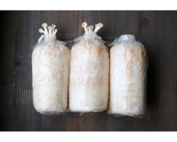 Mycelium Spawn Bag