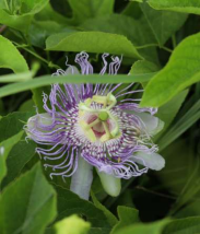 Passionflower