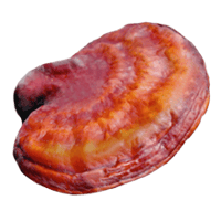 Reishi mushroom
