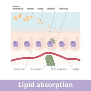 Vitamin D3 Lipid Absorption diagram