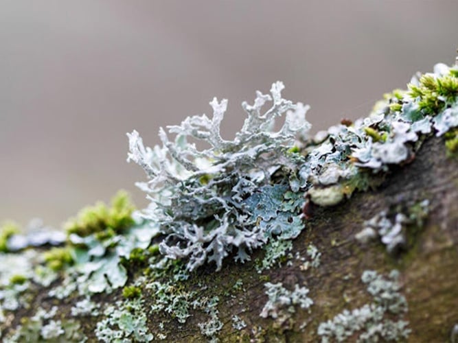 Lichen on a brown log