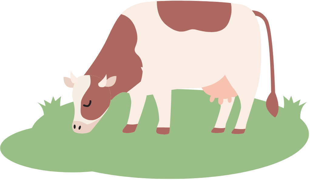 Cow eating grass Cow eating grass