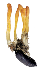 Cordyceps-Mushroom