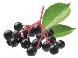 Bunch of elderberries with green leaves