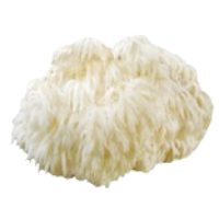 Lions Mane Image