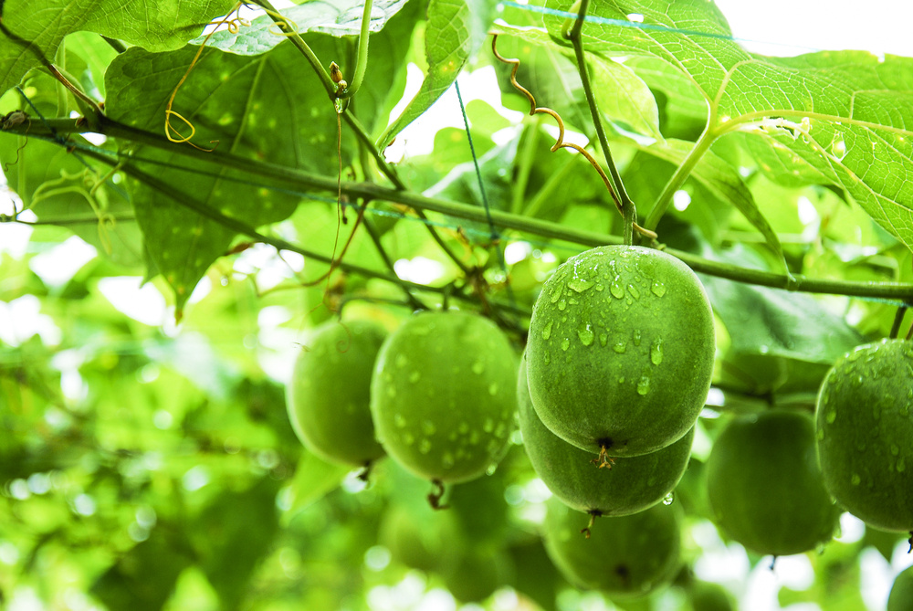 Green monk fruits hanging on a branch