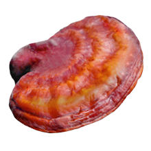 Reishi